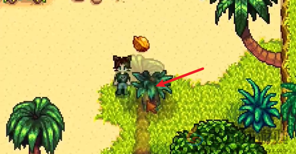 星露谷物语姜岛北部金核桃在哪(图14) 星露谷物语姜岛北部金核桃在哪(图14)